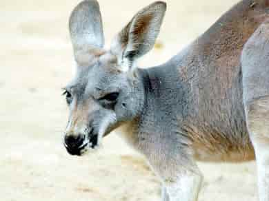 動物図鑑・アカカンガルー